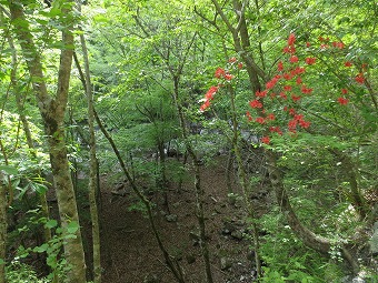 ヤマツツジ咲く林道