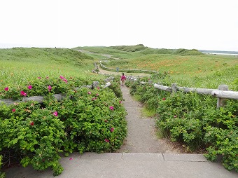 小清水原生花園