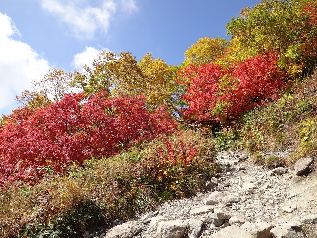 鮮やかな紅色