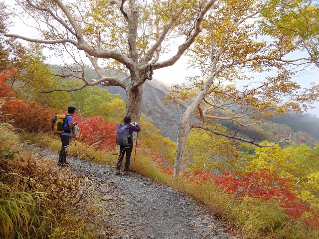 黄葉紅葉