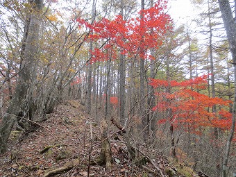 紅葉