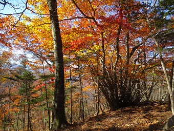 紅葉