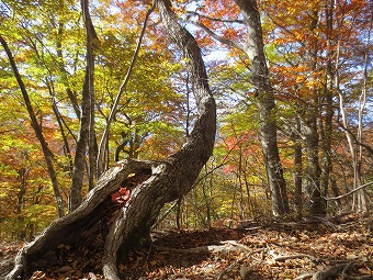 紅葉