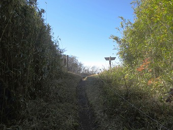 箱根竹