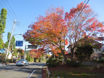 仙石原交差点へ