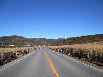 仙石原のススキ草原