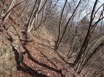 陣馬尾根の落ち葉道