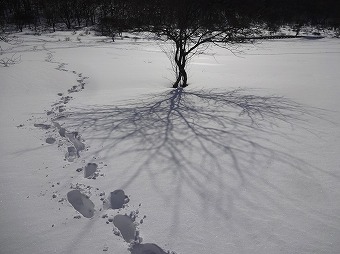 美しい樹影