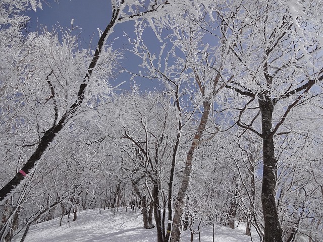 霧氷