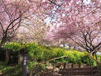 松田山　河津桜