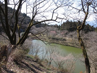 公園の池