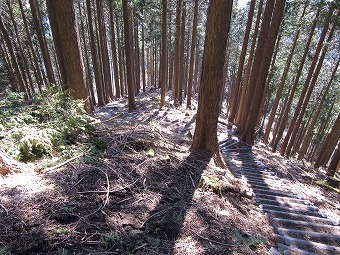 植林　急下り