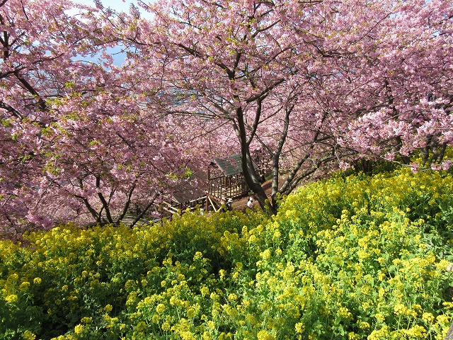 松田山の河津桜と菜の花