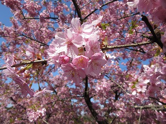 満開の河津桜