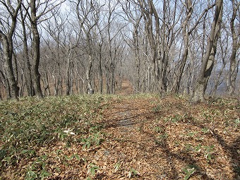 明るい尾根道