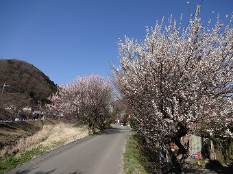 小仏川沿い