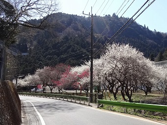 湯の花梅林