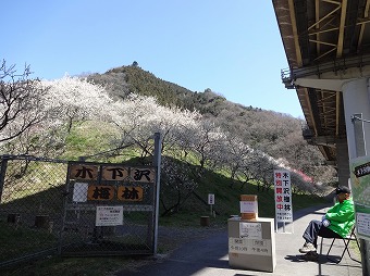 木下沢梅林