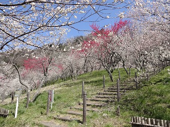 紅白の段々道