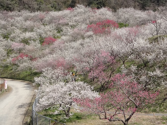 木下沢梅林