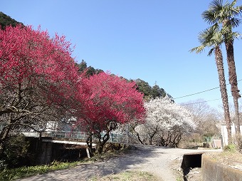 紅梅白梅が満開