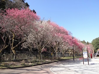 駒木野公園