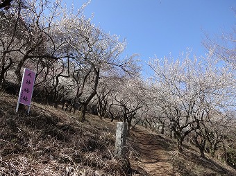 天神梅林