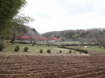 小松橋から春の里