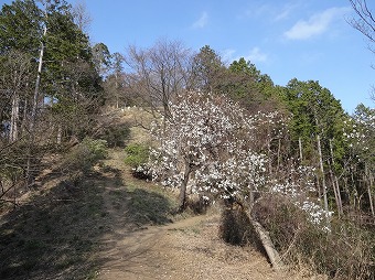 富士見台園地