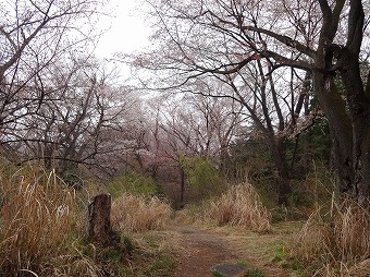 桜がきれい