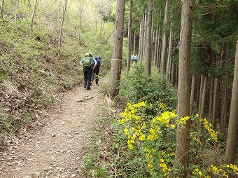 陣馬山への桜道