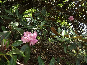 唯一のシャクナゲ