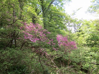 トウゴクミツバツツジ