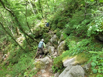 苔むす岩