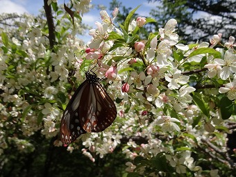 ズミの花とアサギマダラ