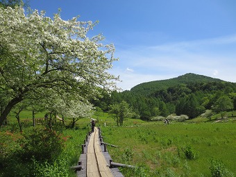 入笠湿原