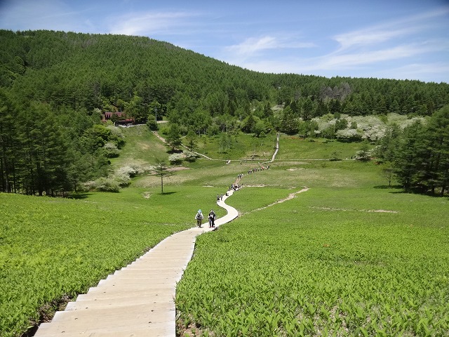 入笠山スズラン自生地