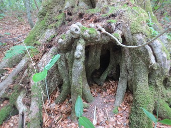 森の小人たちの家