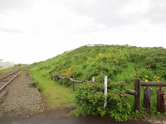 原生花園