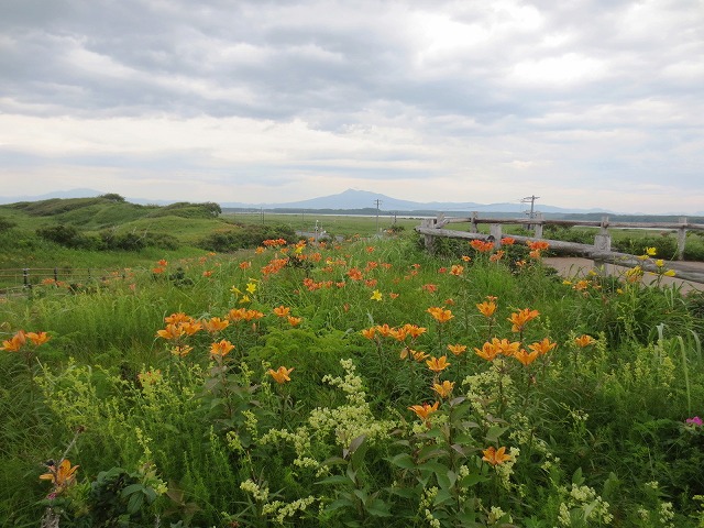 小清水原生花園