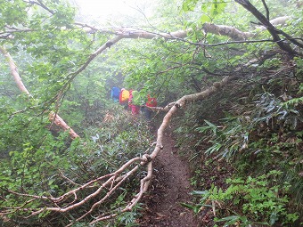 ガスの樹林帯