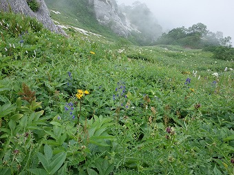 北燕岳の花畑