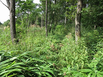 夏草繁茂