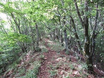 木陰の尾根道