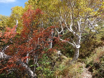 樹林帯