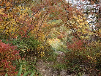 樹林帯