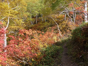 紅葉