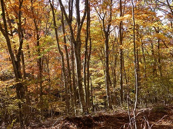 釈迦ヶ岳へ