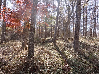 日川尾根