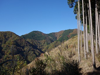 大伐採地